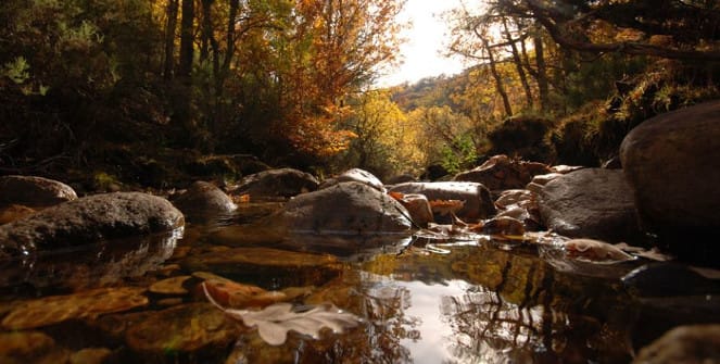 Hayedo de Montejo con hayas centenarias